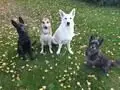 Canissimo