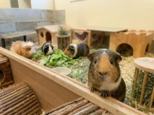 Meerschweinchen