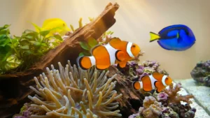 Salzwasserfische