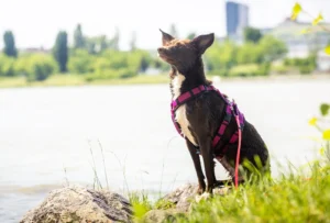 Hunde