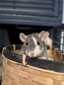 Ratten