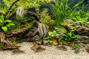 Süßwasserfische
