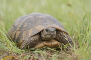 Griechische Landschildkröte