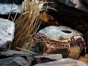 Leopardgecko